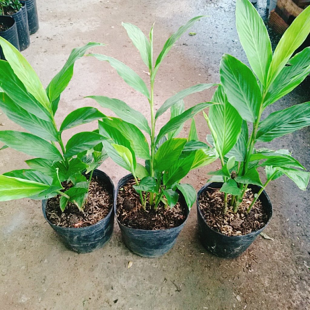 Cây hoa hạnh phúc - cây cảnh trong nhà