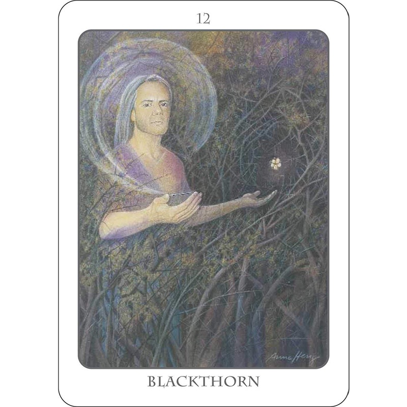 Bộ Bài Tree Angel Oracle  - Bài Gốc Authentic Chính Hãng 100%