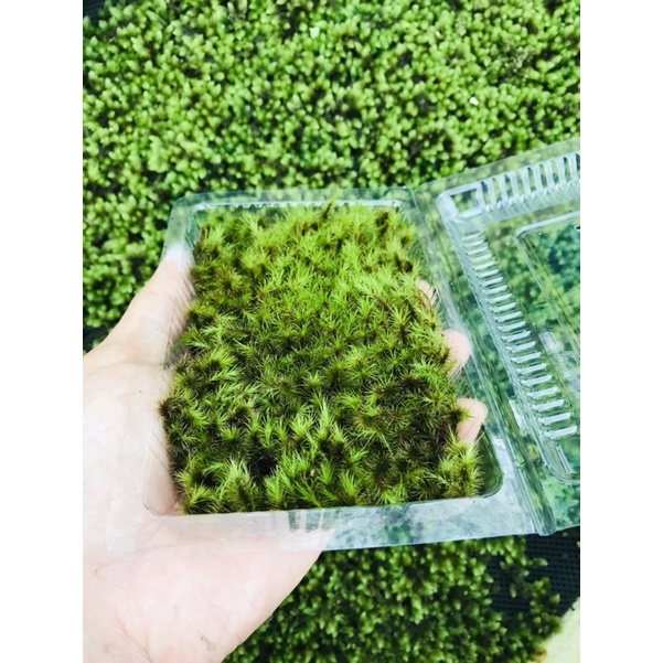 Rêu Common Haircap