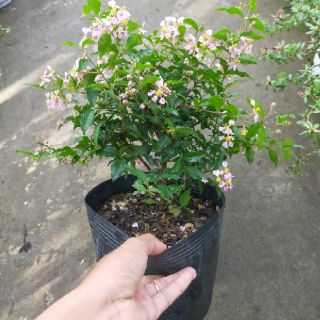 Hồng ngọc mai siêng bông