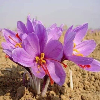 Nụ Hoa Hồng Iran sấy khô