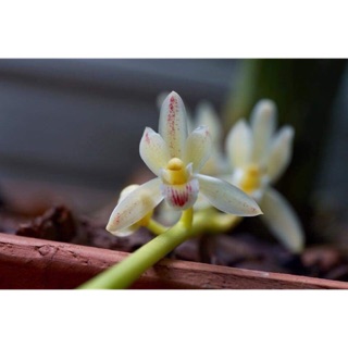 Lan Kiếm Tiểu Giang 89 ( Kim Tuyến) Giá niêm yết là giá tính trên 1 thân.