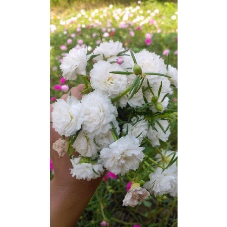 GIỐNG HOA MƯỜI GIỜ THÁI KÉP