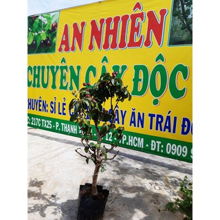 Táo mỹ đang có trái