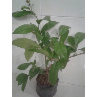Cây xạ đen - cây giống