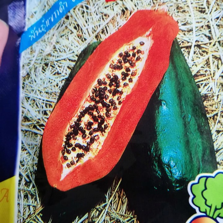 Hạt giống đu đủ F1 thái lan tầm 150 hạt_tặng kèm chai kích thích hạt nảy mầm