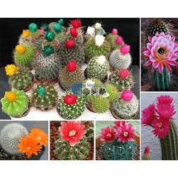 Hạt giống Xương Rồng Đức Mix Dễ Trồng