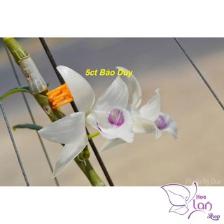 Lan Phi Điệp 🍀FREESHIP🍀 5 Cánh Trắng Bảo Duy [ Ươm Kie ]