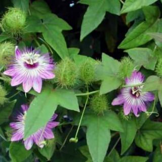 Lạc tiên ( chùm bao) khô 1kg