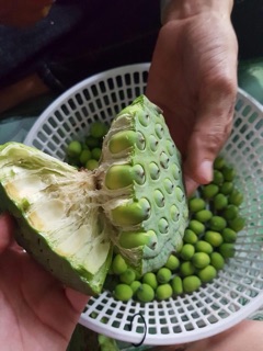 1KG Hạt sen tươi đã lấy tâm sen ( ship liền tpHCM )