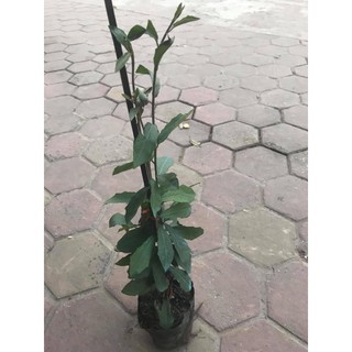 Cúc Tần Ấn Độ