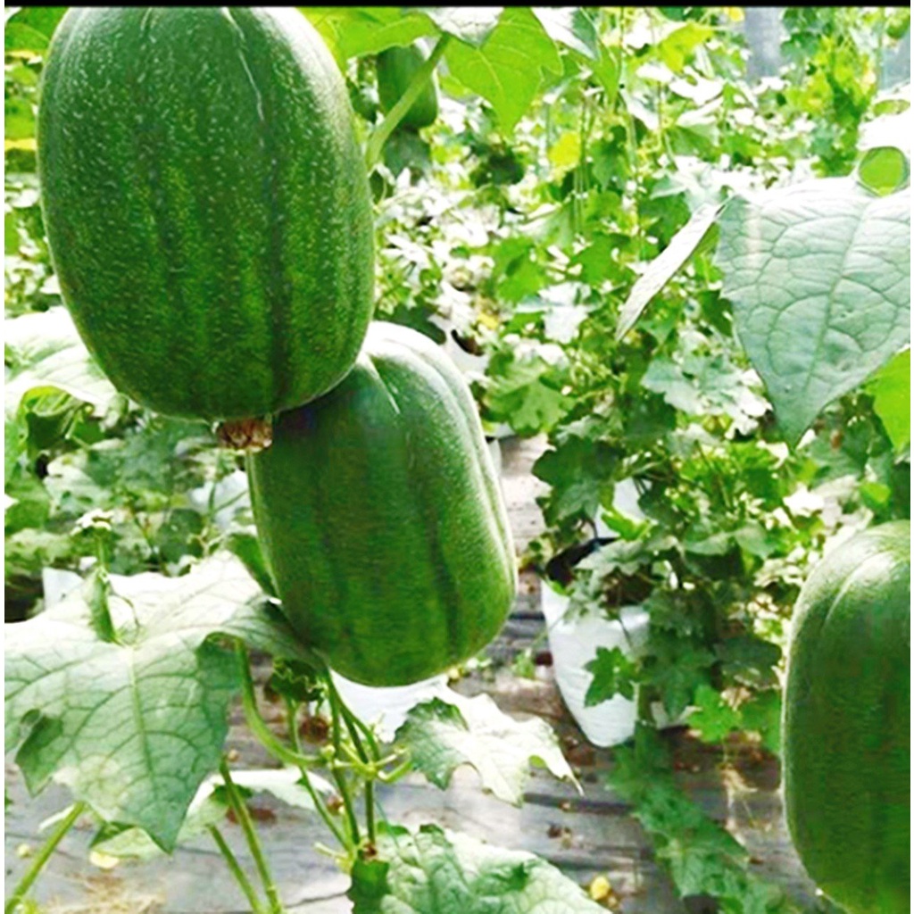 Hạt giống mướp táo ngọt lai F1 Đài Loan  Mai Vàng gói 20 hạt