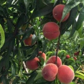 Cây giống đào tiên, giống đào 2 năm cho quả, cây cao 40cm , cây đẹp, giống chuẩn