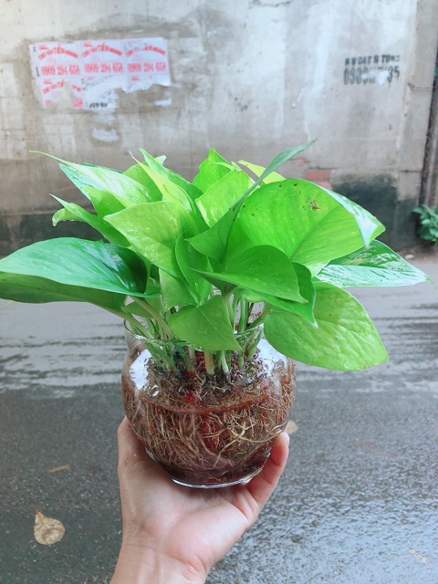 Trầu Bà Thái Vàng Trồng Thuỷ Sinh