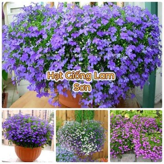 HẠT GIỐNG HOA LOBERIA RŨ ( Đủ Màu ) - Loài Hoa Đẹp, Thu Hút.