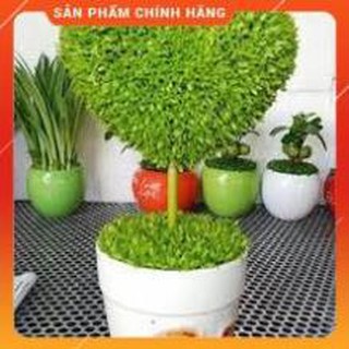 HẠT GIỐNG CỎ MAY MẮN 1GRAM