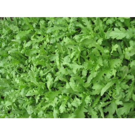 Shop 1K - Hạt giống rau cải cúc nếp - rau tần ô hoàng đế - Tỉ lệ nảy mầm ĐẠT 99%