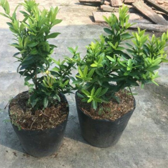 2 chậu trang vàng