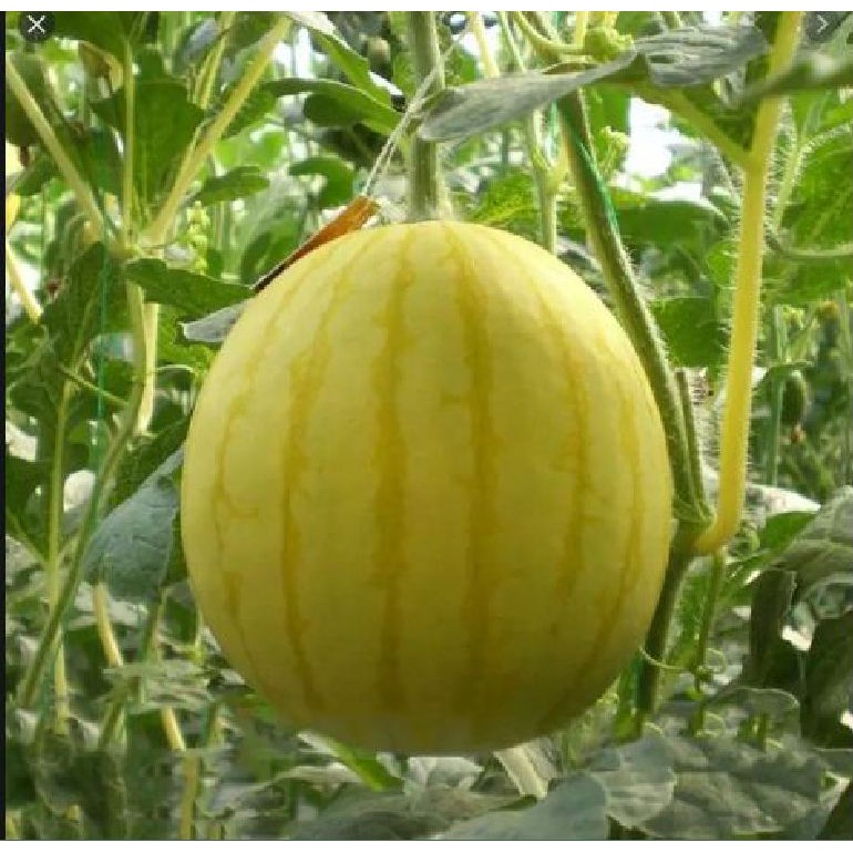 Hạt Giống Dưa Hấu Vỏ Vàng (tặng kèm phân bón)