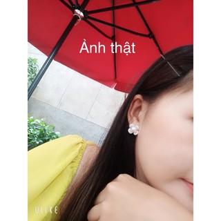 HOA TAI NT THẬT, CÁNH BẰNG NHỰA SIÊU DỄ THƯƠNG ( HÌNH CHỤP THẬT CỦA SHOP)