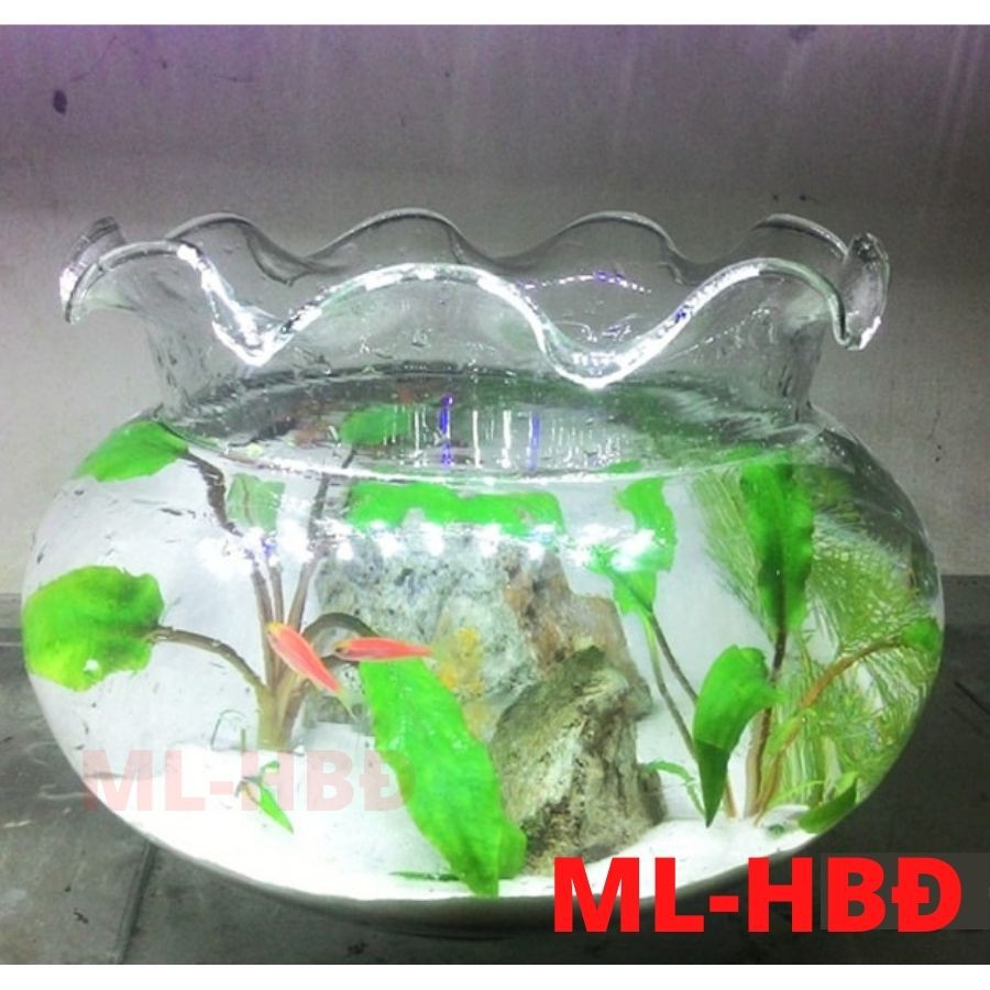 HỒ CÁ THỦY TINH, CHẬU TRỒNG CÂY ĐỂ BÀN PHONG THỦY mini fish tank BẦU TRÒN MIỆNG BÈO SIZE LỚN NHỎ ML-HB