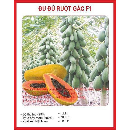 Hạt giống đu đủ lùn Thái Lan ruột gấc  siêu quả 10 hạt/gói