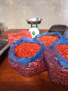 100gr HẠT DỔI ĐẶC BIỆT
