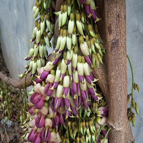 Hoa leo Huyết long 5 hạt