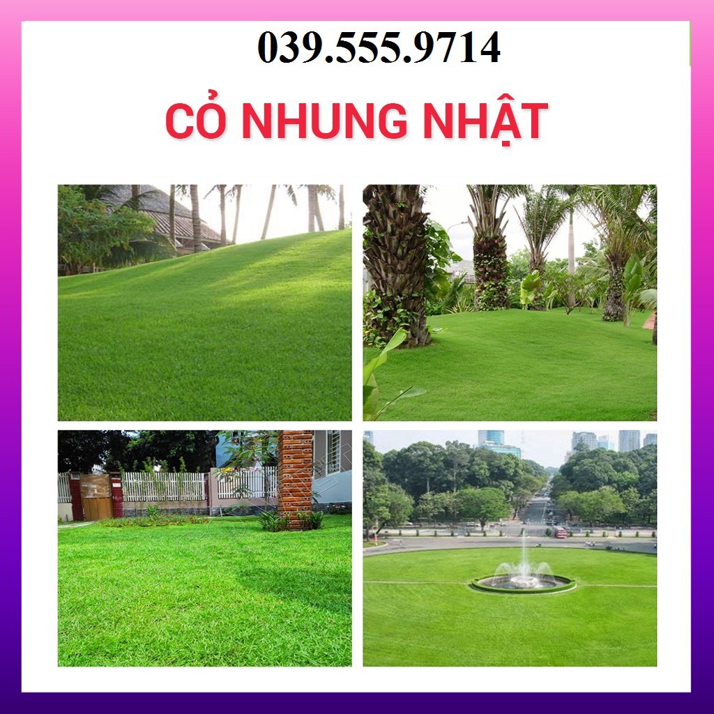 Hạt Cỏ Thảm Nhung Nhật- Cỏ Thảm Trang Trí - Gói 50gram