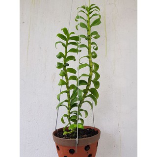 5 Móc treo lan kẽm 80cm
