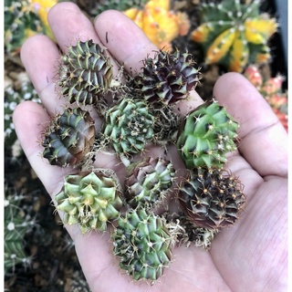 Xương rồng gym vân size 2-3cm