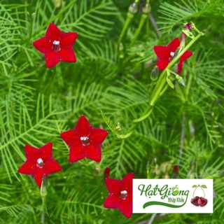 Hạt giống hoa tóc tiên leo 20 hạt nảy mầm 90% LINH NGOC