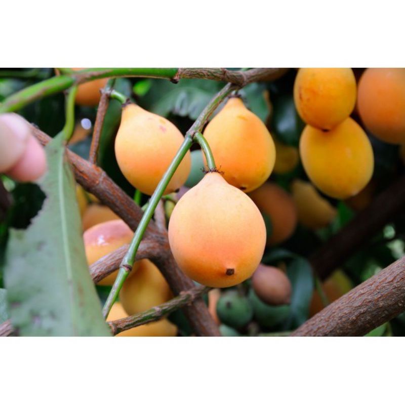 CÂY GIỐNG MĂNG CỤT VÀNG(achacha) HÀNG NHẬP KHẨU