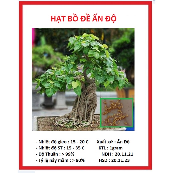 Hạt giống cây bồ đề ấn độ 1gram/gói  - STHG2