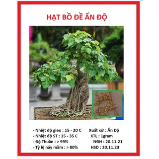 Hạt giống cây bồ đề ấn độ 1gram/gói - ( tặng kèm 3 viên nén ươm hạt )