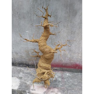 Gốc bonsai dáng trực cao 80cm làm cây mai, cây đào rất đẹp