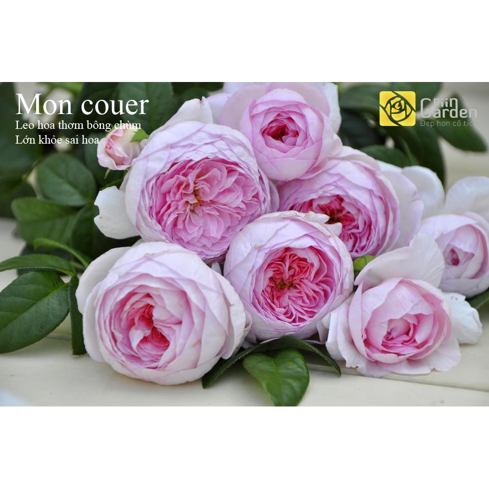 Hồng Leo Mon Coeur | Shopee Việt Nam