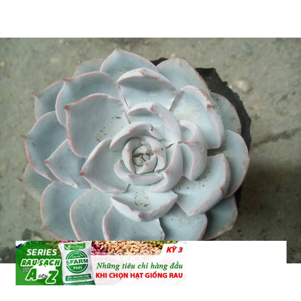 Hạt giống Sen đá ngọc bích