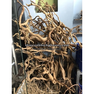 LŨA NHÁNH ĐỖ QUYÊN SETUP HỒ CÁ, HỒ THUỶ SINH