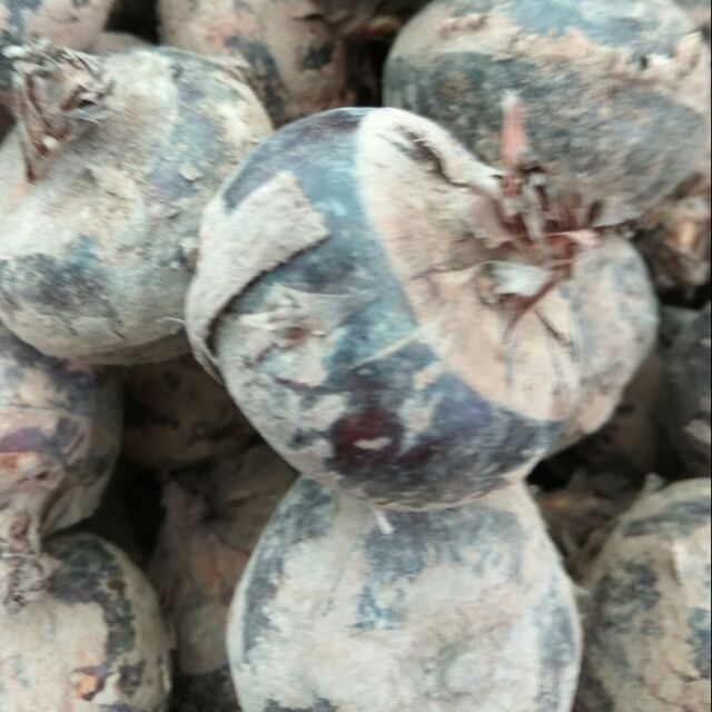 củ năng tươi 3kg/ 5kg/ 10kg giá tốt - ship hỏa tốc HCM