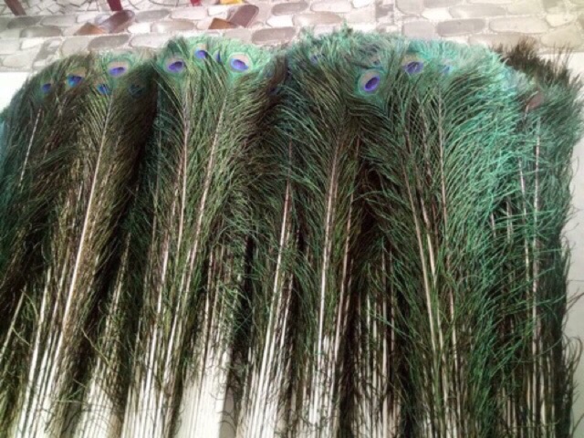 Combo 100 lông công xanh 95-100cm hàng ĐẸP sỉ | BigBuy360 - bigbuy360.vn