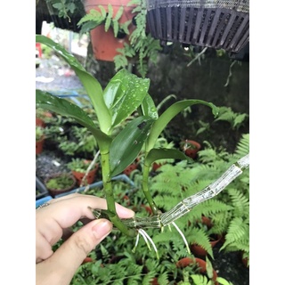 Kie phi điệp tím