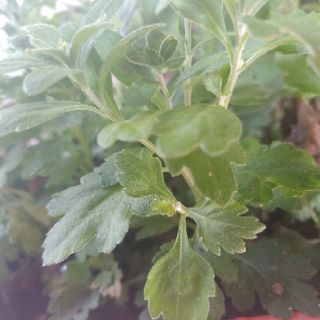 Cây giống cúc mâm xôi vàng