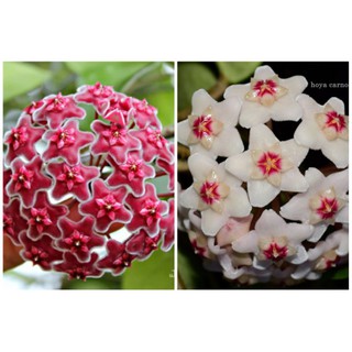 Lan cẩm cù lớn sắp hoa