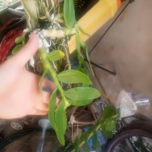 Phi điệp 5ct HO hòa bình