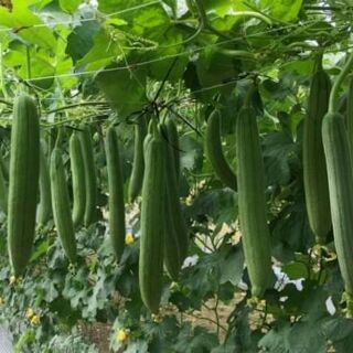 Hạt giống mướp hương cao sản thái