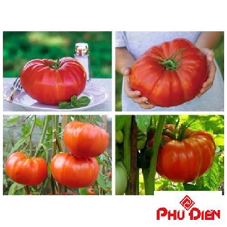 30 hạt giống cà chua khổng lồ  PHÚ ĐIỀN