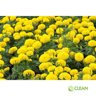 Hạt giống hoa Vạn thọ mỹ mix (50 hạt)