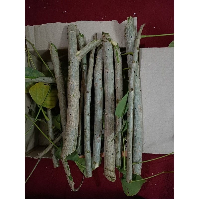 1kg Cành lá vông làm giống, lấy vỏ làm bánh, đảm bảo chất lượng
