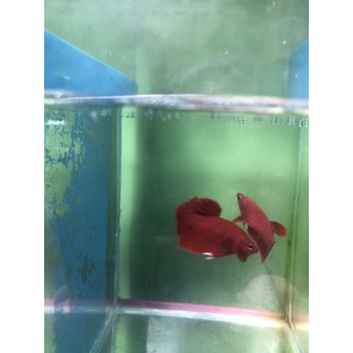 BETTA SUPER RED ( 1 cặp trống & mái )